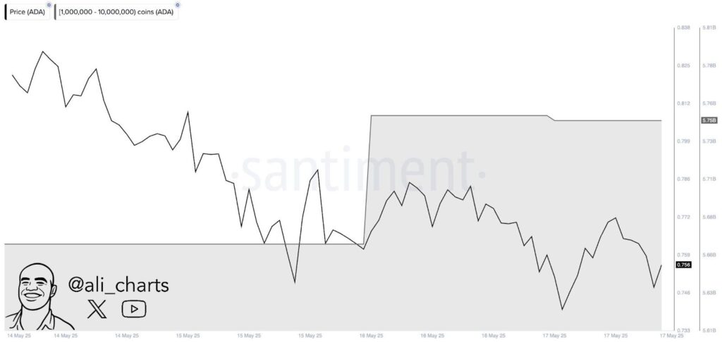 Cardano whale activity