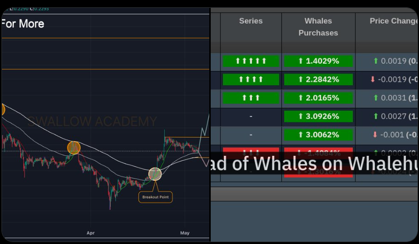 Polygon Price Chart and Whale Activity